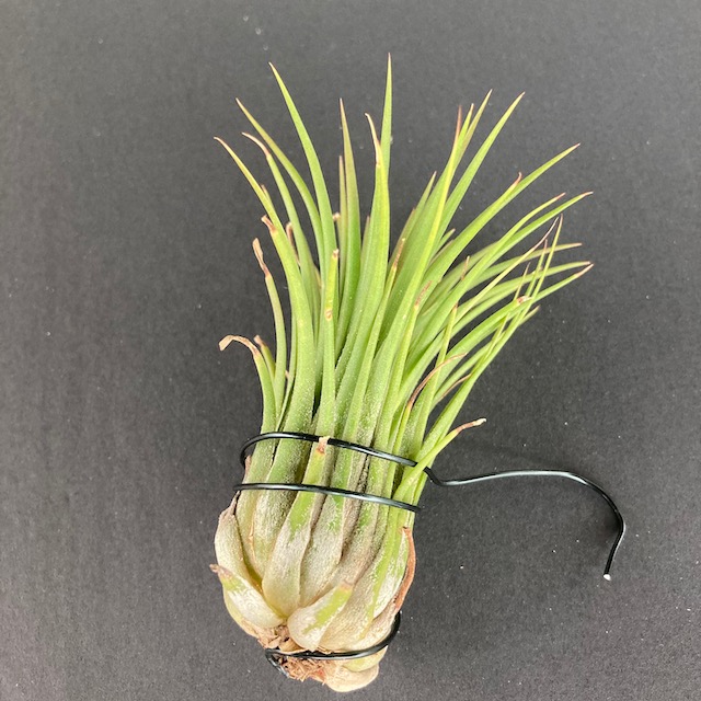 "Tillandsia ionantha"