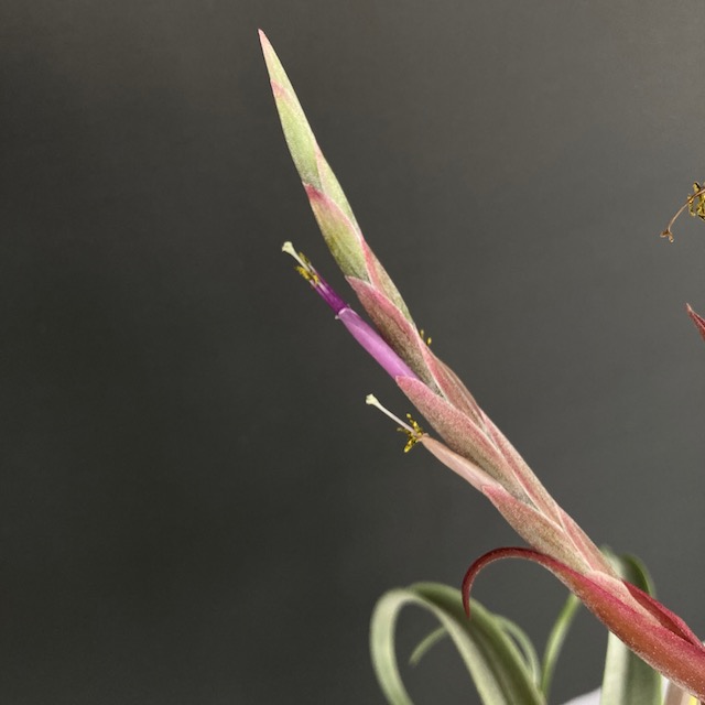 "Tillandsia 'Curly Slim'"