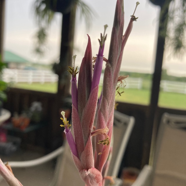 "Tillandsia 'Curly Slim'"