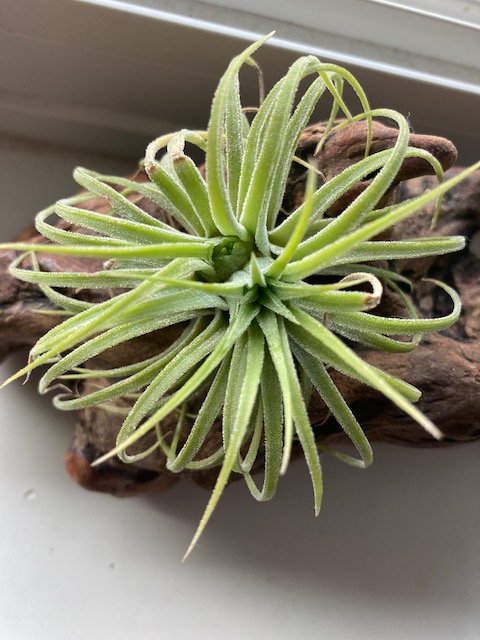 "Tillandsia ionanatha 'druid'"