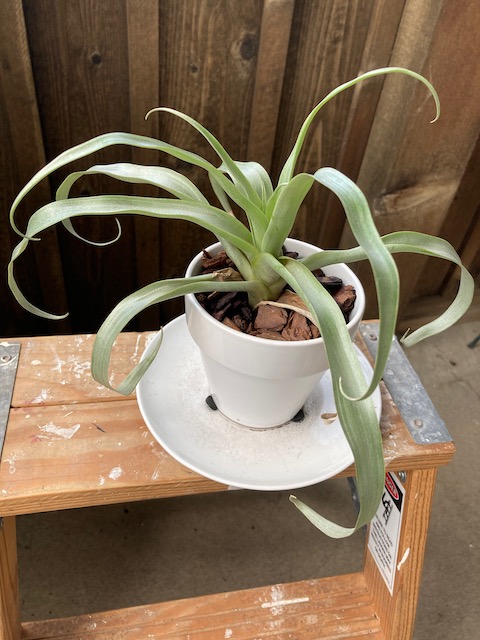 "Tillandsia secunda"