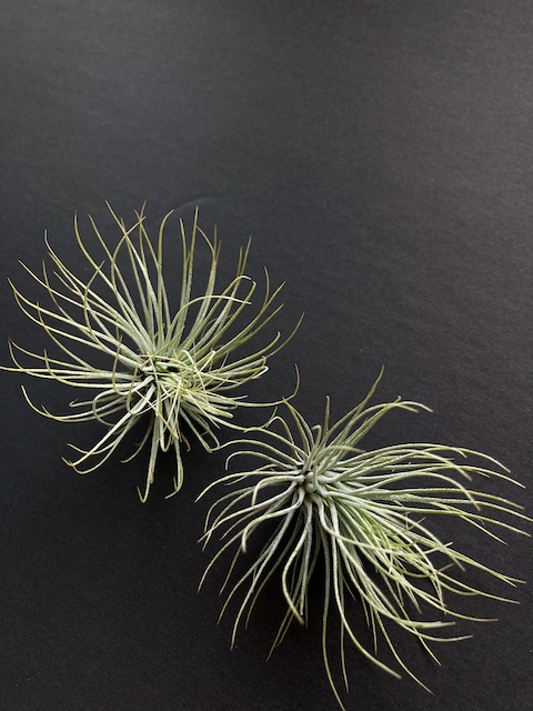 "Tillandsia andreana"