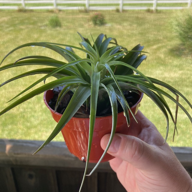 "Tillandsia brachycaulos"