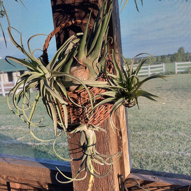 "Tillandsia seleriana"