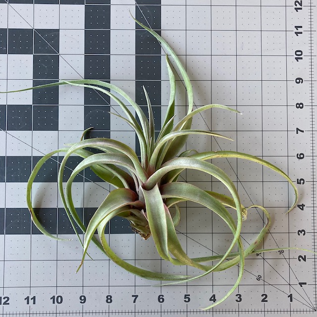 "Tillandsia 'Love knot'"