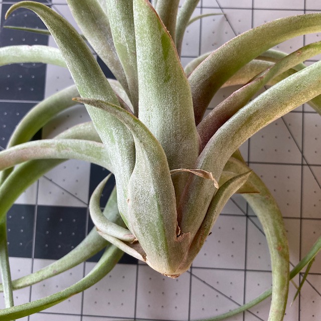 "Tillandsia 'Love knot'"