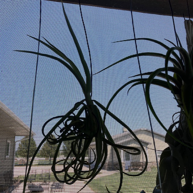 "Tillandsia duratii"