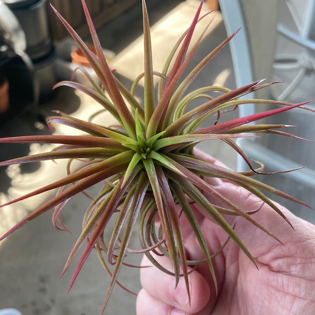 "Tillandsia ionantha"