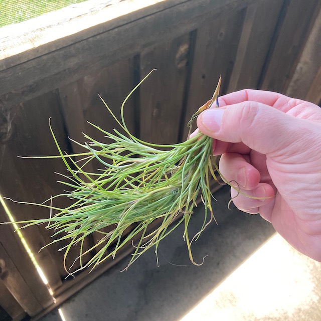 "Tillandsia 'Kimberly'"