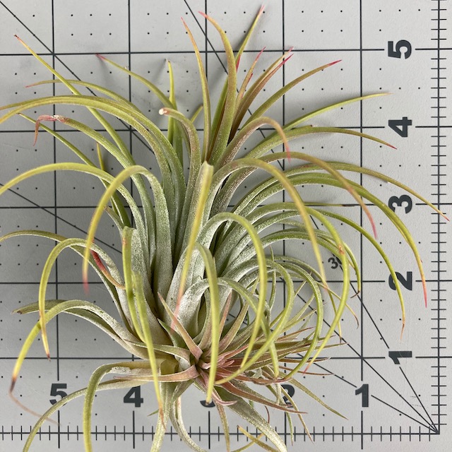 "Tillandsia ionantha"