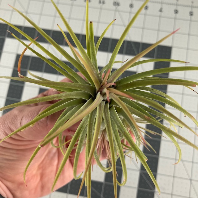 "Tillandsia ionantha"