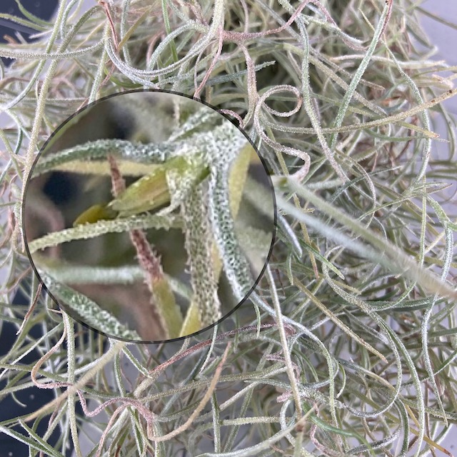 "Tillandsia usneoides"