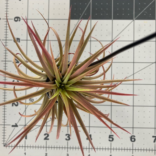 "Tillandsia ionantha"