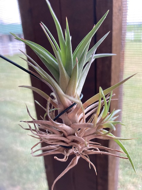 "Tillandsia aeranthos bronze"