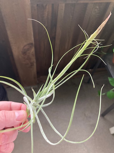 "Tillandsia scheideana"