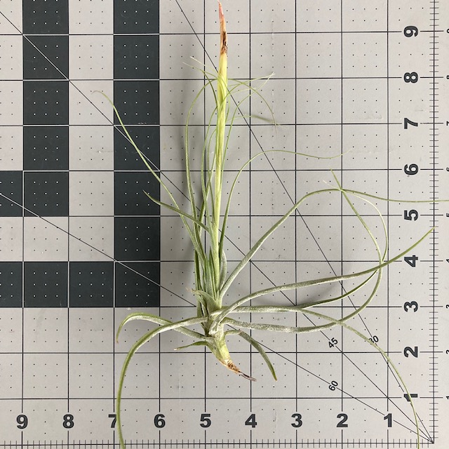 "Tillandsia scheideana"