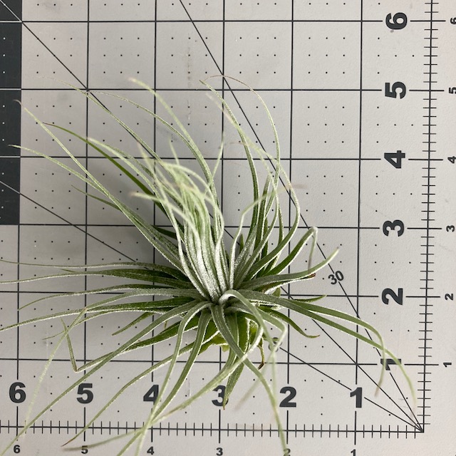 "Tillandsia magnusiana"