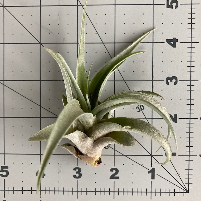 "Tillandsia capitata"