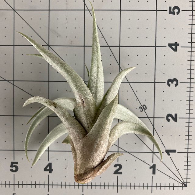 "Tillandsia capitata"