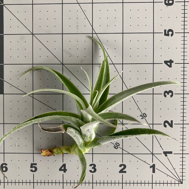 "Tillandsia cacticola (narrow leaf)"