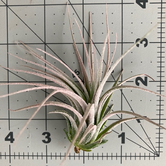 "Tillandsia ionantha scaposa"