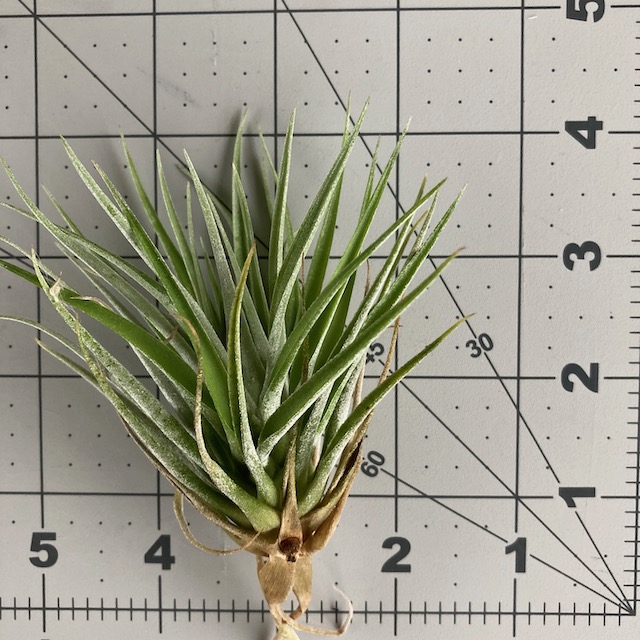 "Tillandsia kammii"