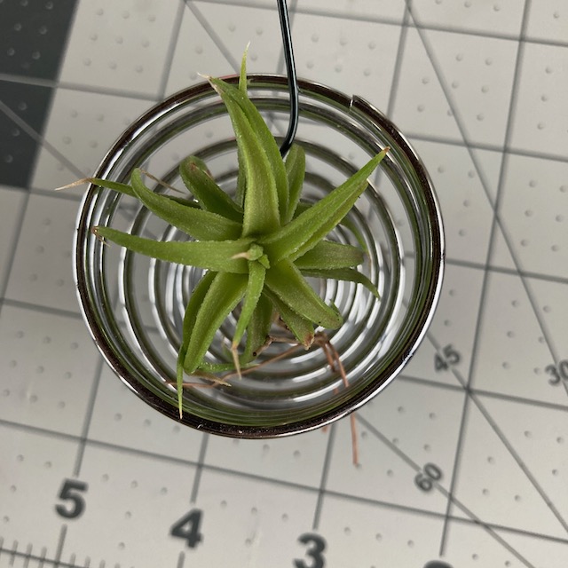 "Tillandsia ionantha Vanhyningii"