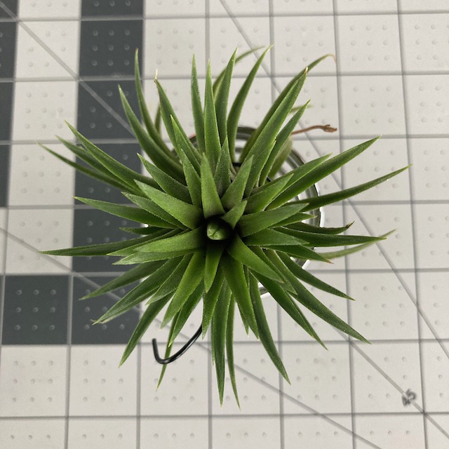 "Tillandsia ionantha 'firecracker'"