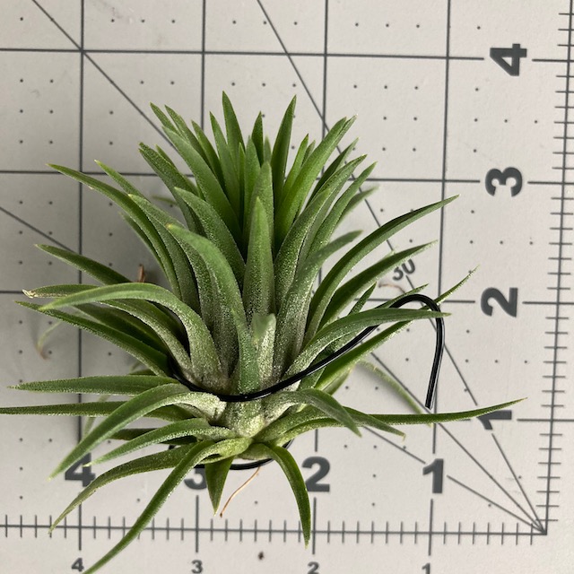 "Tillandsia ionantha 'firecracker'"