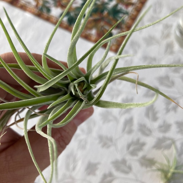 "Tillandsia kammii"