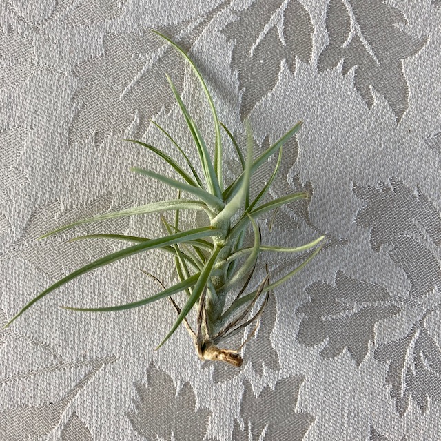 "Tillandsia cocoensis"