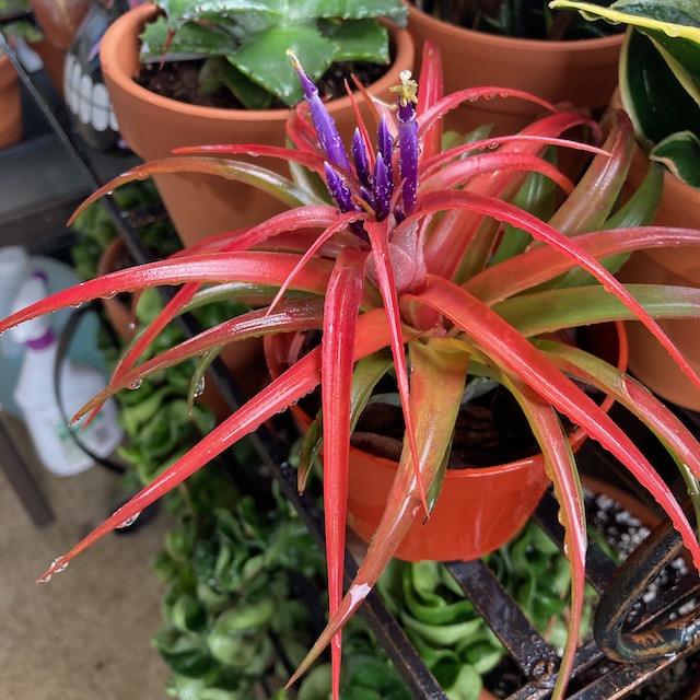 "Tillandsia brachycaulos"