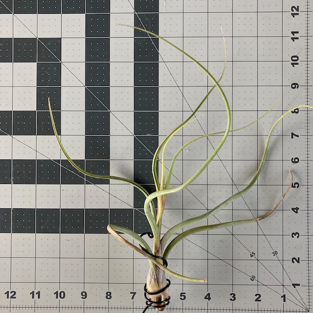 "Tillandsia pseudobaileyi"