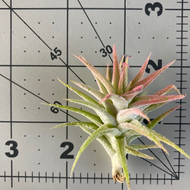 "Tillandsia ionantha vanhyningii"