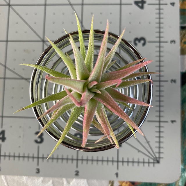 "Tillandsia ionantha vanhyningii"