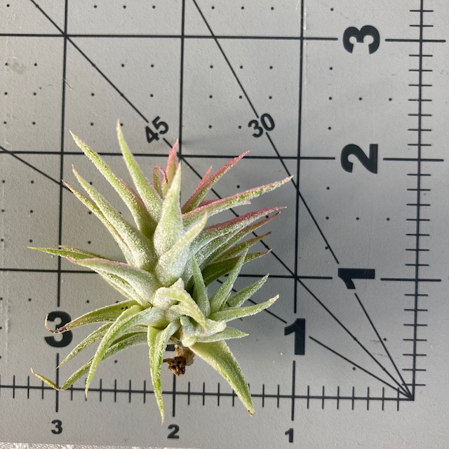 "Tillandsia ionantha vanhyningii"