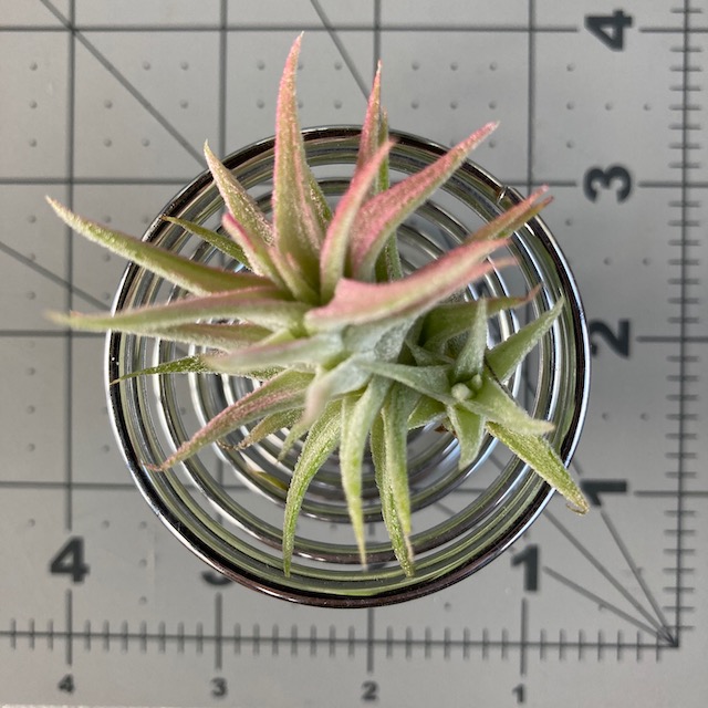 "Tillandsia ionantha vanhyningii"