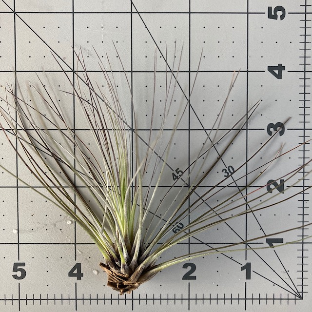 "Tillandsia filifolia"