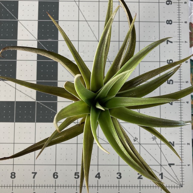 "Tillandsia harrisii"