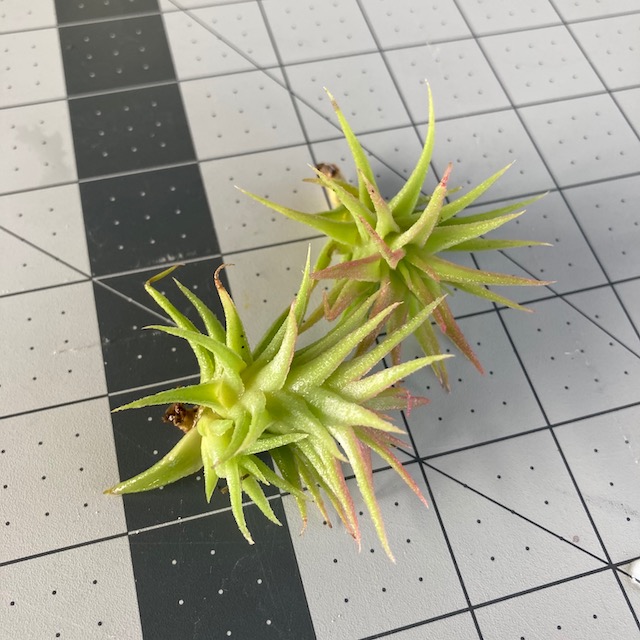 "Tillandsia ionantha vanhyningii"