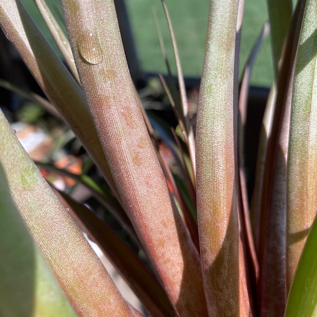 "Tillandsia capitata"