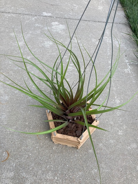 "Tillandsia capitata"