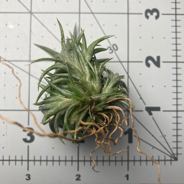 "Tillandsia neglecta"