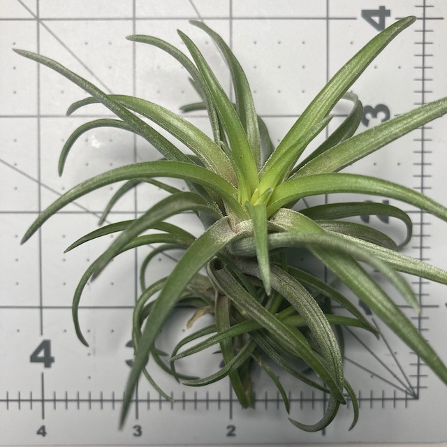 "Tillandsia neglecta giant"