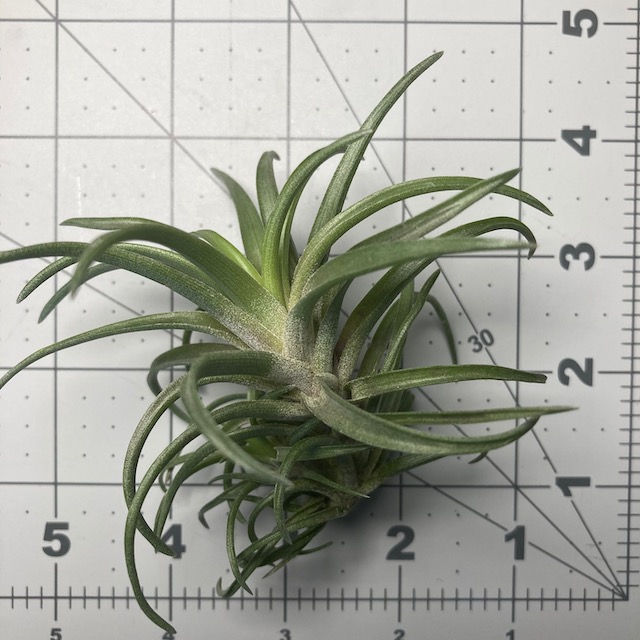 "Tillandsia neglecta giant"