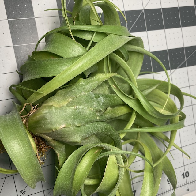 "Tillandsia streptophylla x xerographica"