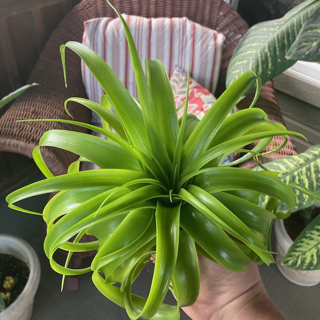 "Tillandsia streptophylla x xerographica"