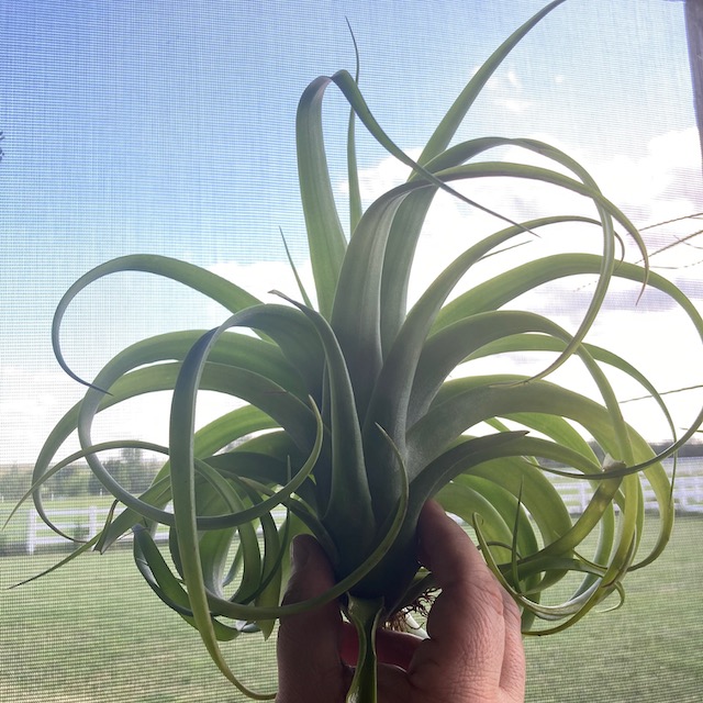 "Tillandsia streptophylla x xerographica"