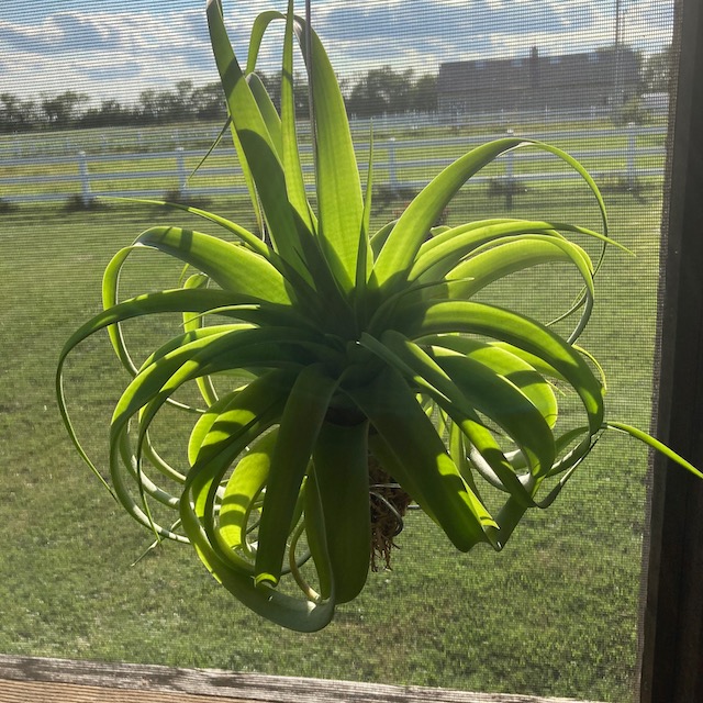 "Tillandsia streptophylla x xerographica"