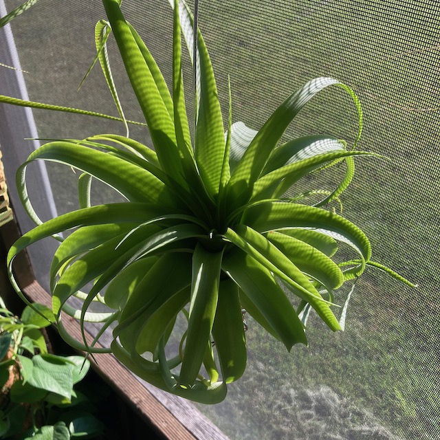 "Tillandsia streptophylla x xerographica"